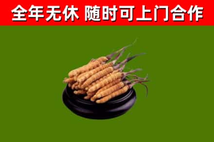 石嘴山回收散虫草